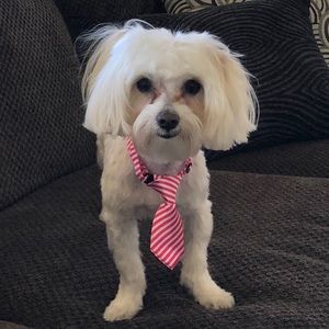 Meet your Posher, Tammy